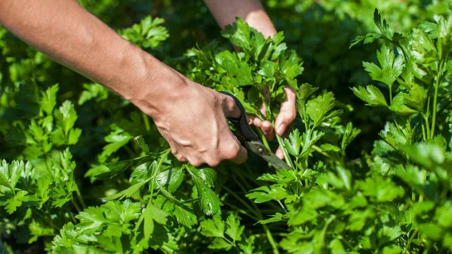 Когда белорусам сеять петрушку? Вот на что нужно обратить особое внимание