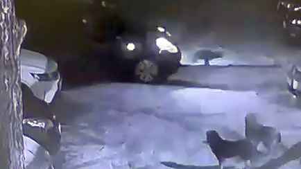 В Борисове собаки завели машину и устроили ДТП. Как такое возможно?