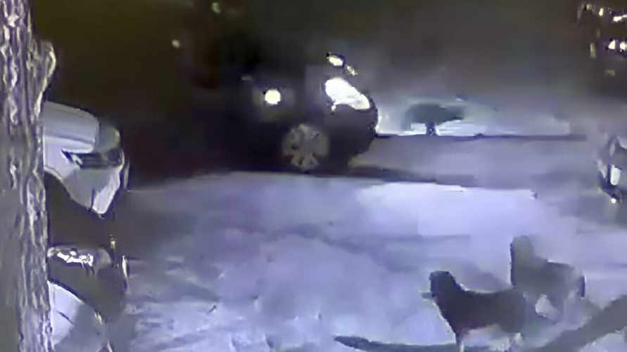 В Борисове собаки завели машину и устроили ДТП. Как такое возможно?