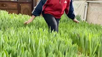 «Молодец, водку не пьет» – Белорусы оценили тюльпановую плантацию на фоне советской стенки