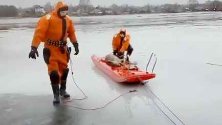 Спасатели показали, как доставали козу из озера в Лепеле