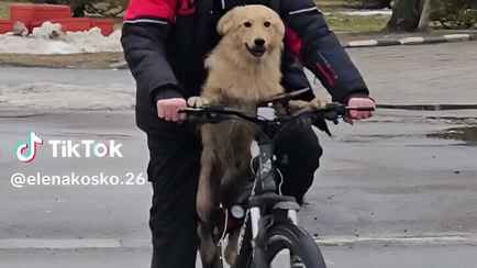 Видео пса, едущего на велосипеде по Гомелю, набрало больше 100 тыс. просмотров