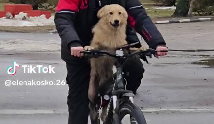 Видео пса, едущего на велосипеде по Гомелю, набрало больше 100 тыс. просмотров