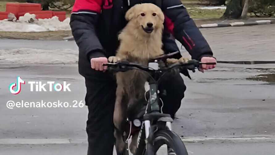 Видео пса, едущего на велосипеде по Гомелю, набрало больше 100 тыс. просмотров