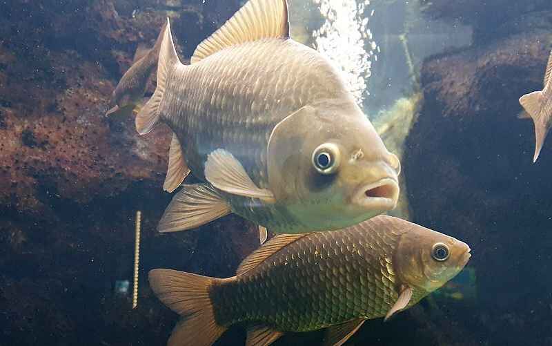 Карась серебряный.