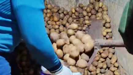 «Меньше, чем на Нобель, не соглашайся!» — Этот способ упаковки картошки собрал более миллиона просмотров