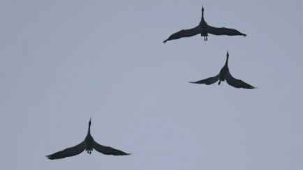 В Беларуси сфотографировали первых журавлей — «Зима подошла к концу!»