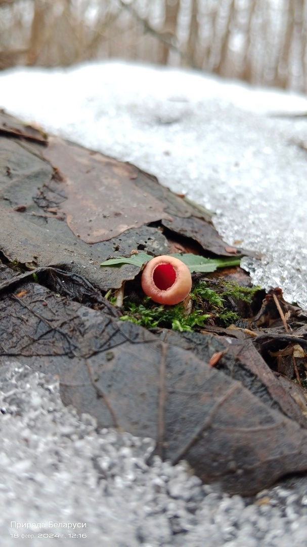 «Я под впечатлением» — В Бобруйске появились первые грибы, а в Бресте – расцвели подснежники