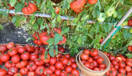 Как получить богатый урожай помидоров? Вот что посоветовали сделать эксперты в начале марта