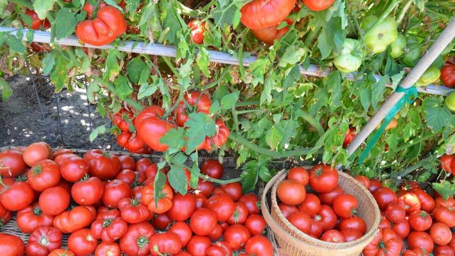 Как получить богатый урожай помидоров? Вот что посоветовали сделать эксперты в начале марта