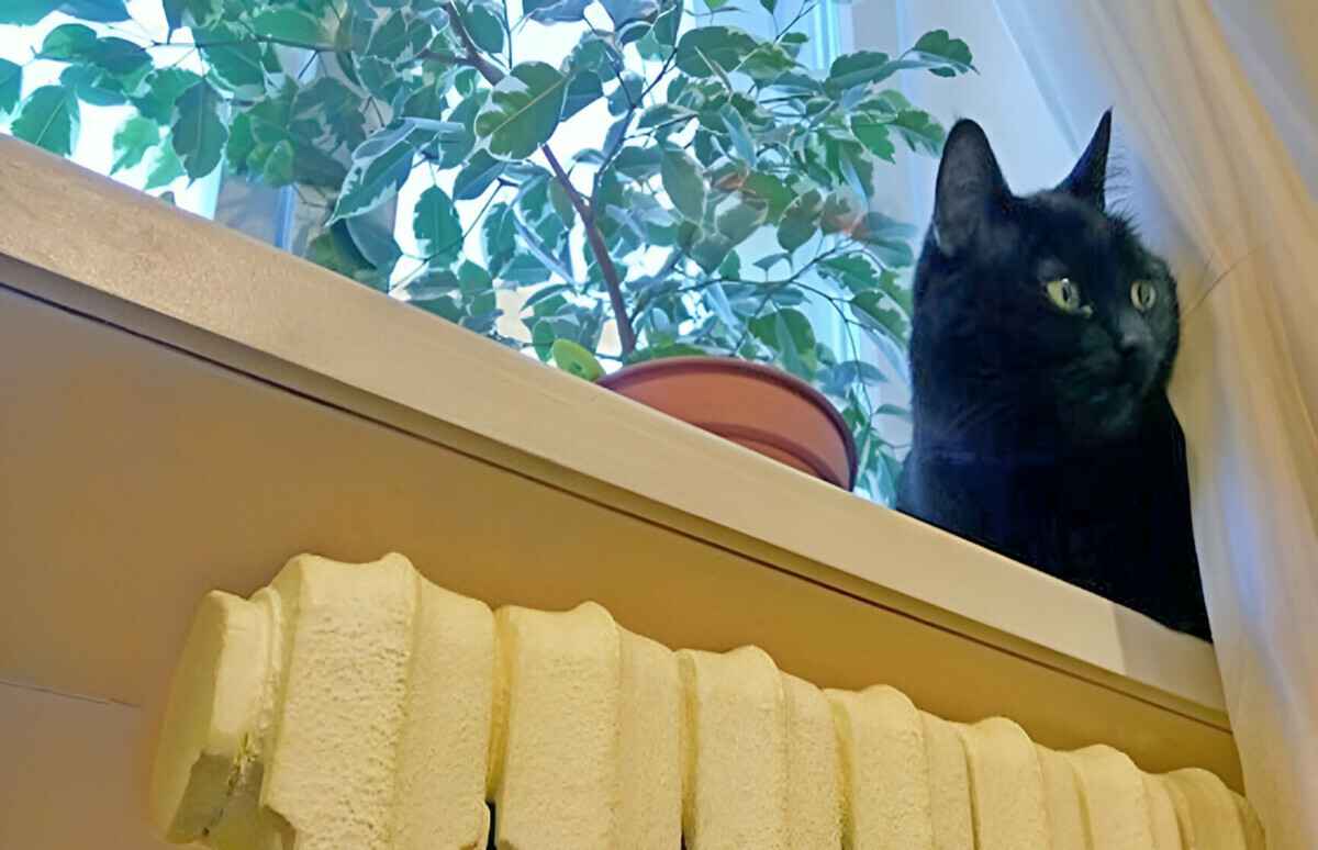 В «Минскэнерго» рассказали, отключат ли отопление на время потепления