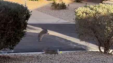 «А долго они так будут?» — Видео с кроликами собрало 26 млн просмотров за двое суток