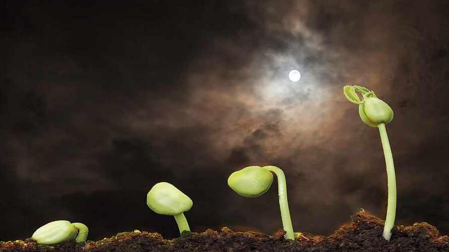 Лунный посевной календарь на февраль 2024 года. Когда лучше всего сеять белорусам?