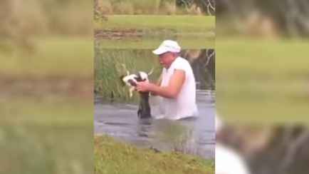 «Даже не бросил сигарету» — Мужчина спас собаку из пасти аллигатора