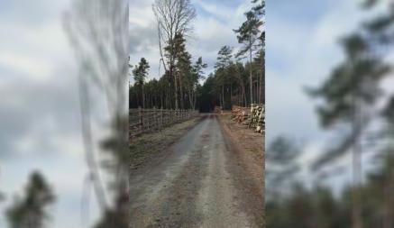 «Без бинокля на километры вперёд видно» — Белорусы пожаловались на «бардак» в лесу