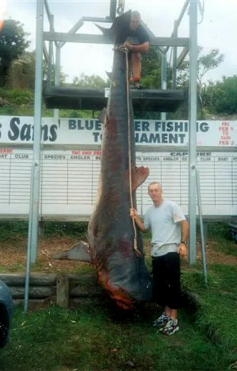 Посмотрите на 5 самых больших рыб, когда-либо пойманных людьми