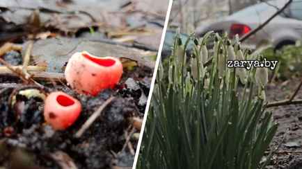 «Я под впечатлением» — В Бобруйске появились первые грибы, а в Бресте – расцвели подснежники