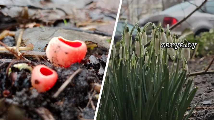 «Я под впечатлением» - В Бобруйске появились первые грибы, а в Бресте – расцвели подснежники