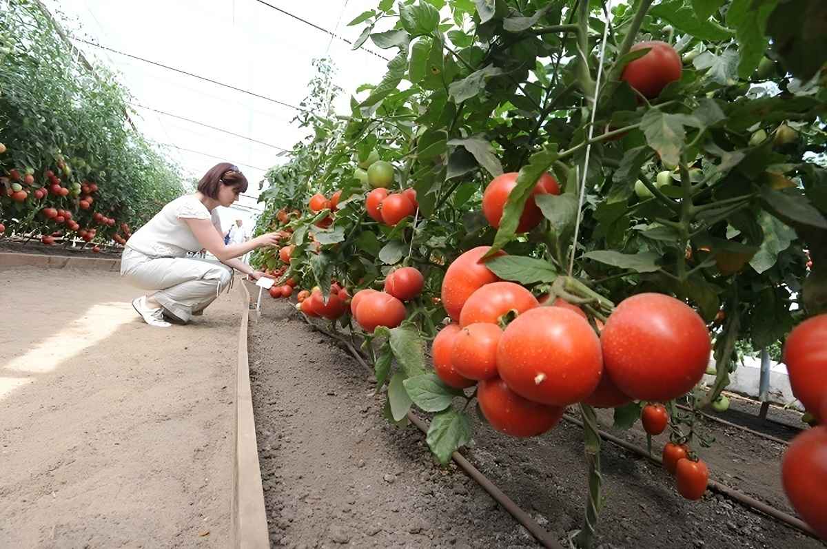 Фото иллюстрационное