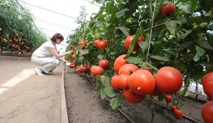 Белорусские аграрии рассказали, через сколько лет обеспечат белорусов “зимними” помидорами на 80%
