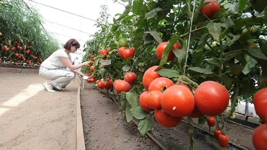 Фото иллюстрационное