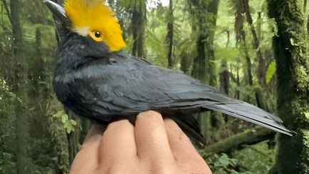 Ученые впервые сфотографировали «потерянную птицу», которую не видели уже больше 20 лет