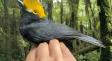 Ученые впервые сфотографировали «потерянную птицу», которую не видели уже больше 20 лет