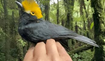 Ученые впервые сфотографировали «потерянную птицу», которую не видели уже больше 20 лет