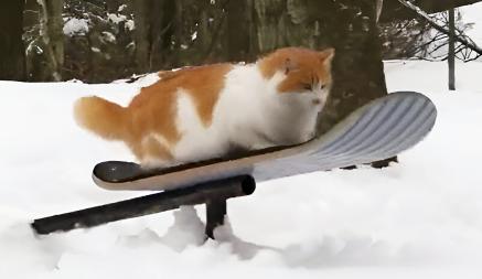 «Рыжий экстремал!» — Кот прокатился на сноуборде и собрал миллионы просмотров