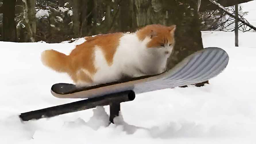 "Рыжий экстремал!" — Кот прокатился на сноуборде и собрал миллионы просмотров