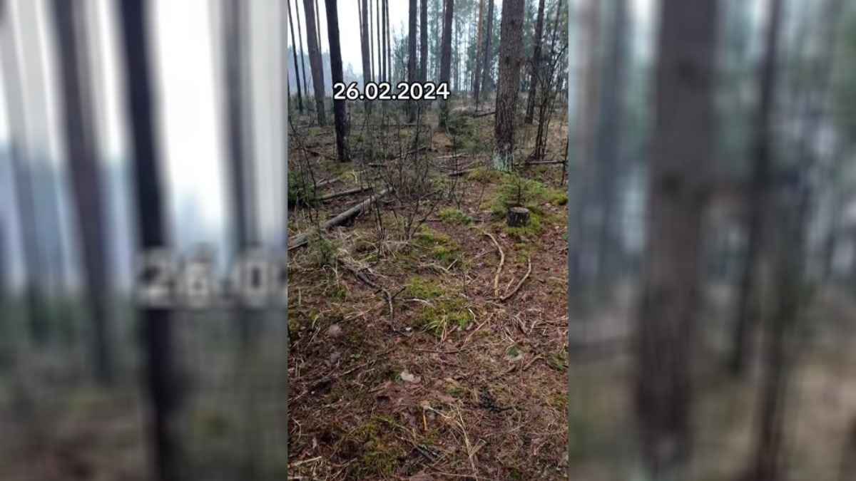 Белорусы отправились в лес, но не за грибами и соком. Что собирают?