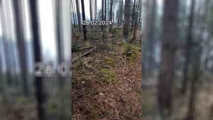 Белорусы отправились в лес, но не за грибами и соком. Что собирают?