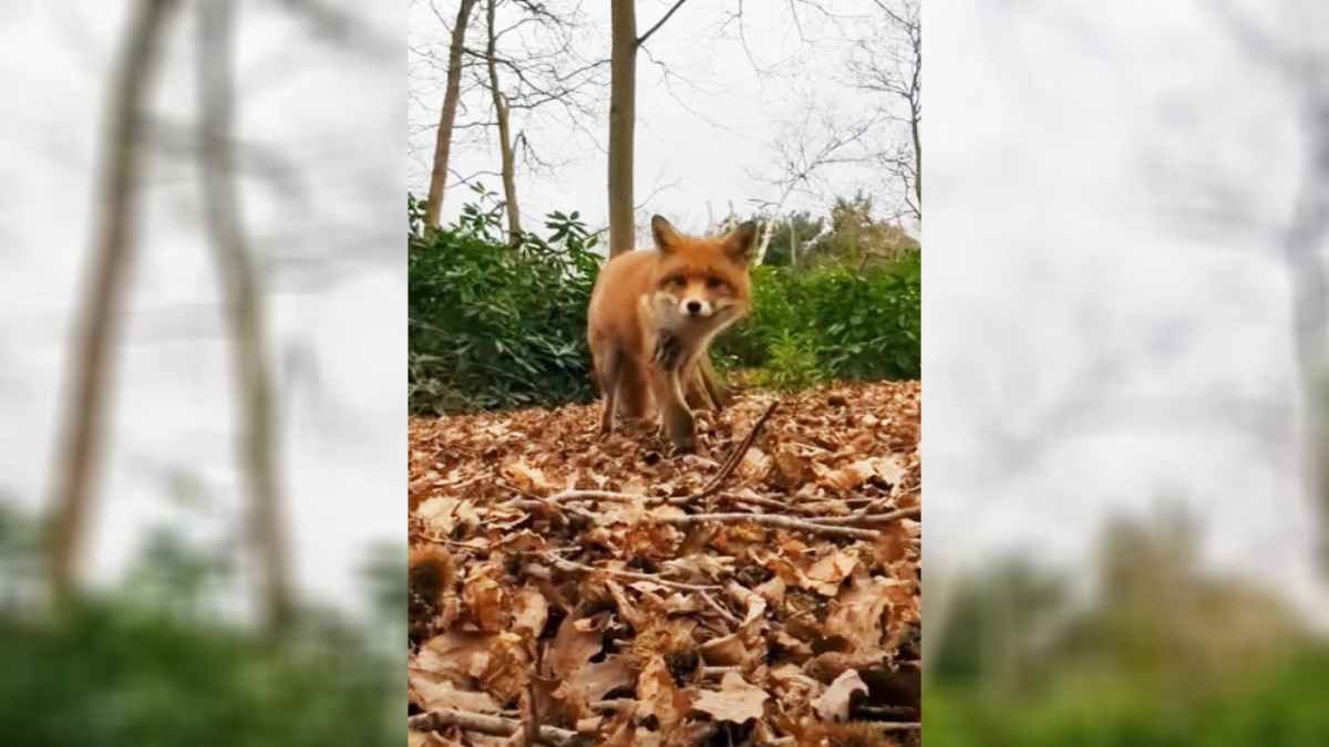 Любопытная лиса украла у человека телефон. Что сняла на видео?