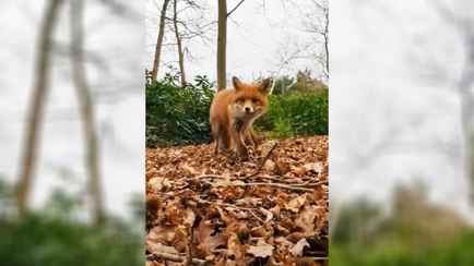 Любопытная лиса украла у человека телефон. Что сняла на видео?