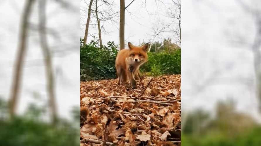 Любопытная лиса украла у человека телефон. Что сняла на видео?
