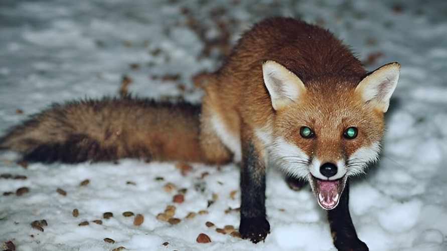 Фото иллюстрационное