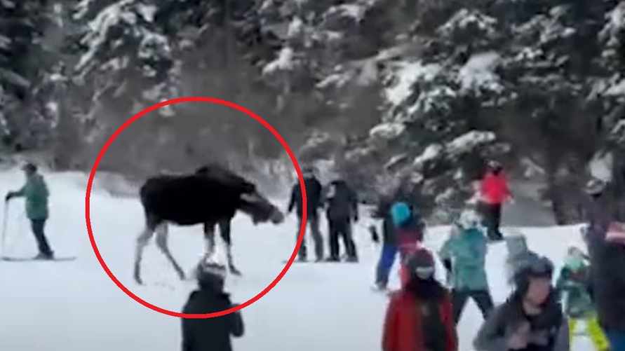 Лось пришел к людям на горнолыжный курорт