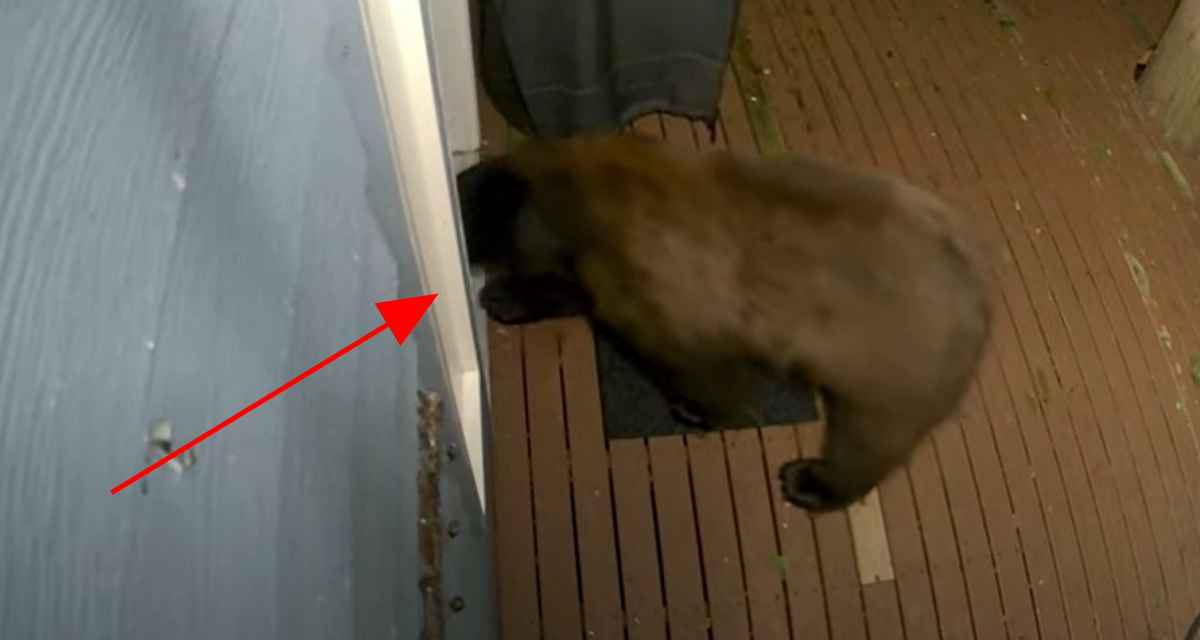 Медведь попытался пробраться в дом через собачью дверь