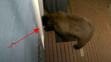 Медведь попытался пробраться в дом через собачью дверь