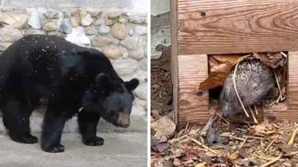 Посмотрите, какая милота. В Гродненком зоопарке проснулись медведи и ежики