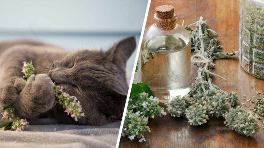 Кошачья мята полезна не только котам? Вот что могут приготовить из нее себе белорусы