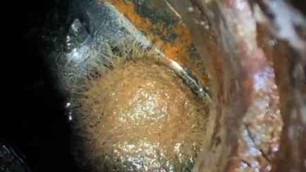 «Туалет из Чернобыля» — Женщина ужаснула интернет загадочным извивающимся существом в канализации