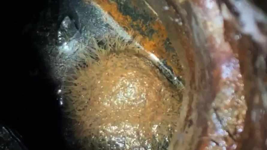 "Туалет из Чернобыля" — Женщина ужаснула интернет загадочным извивающимся существом в канализации