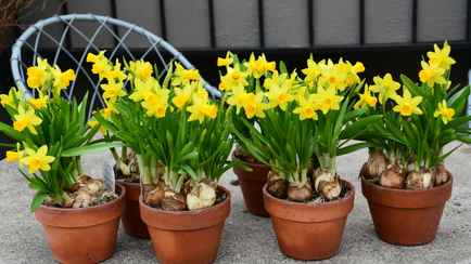 Как надолго сохранить нарциссы в горшках? Поможет «тест пальцем»