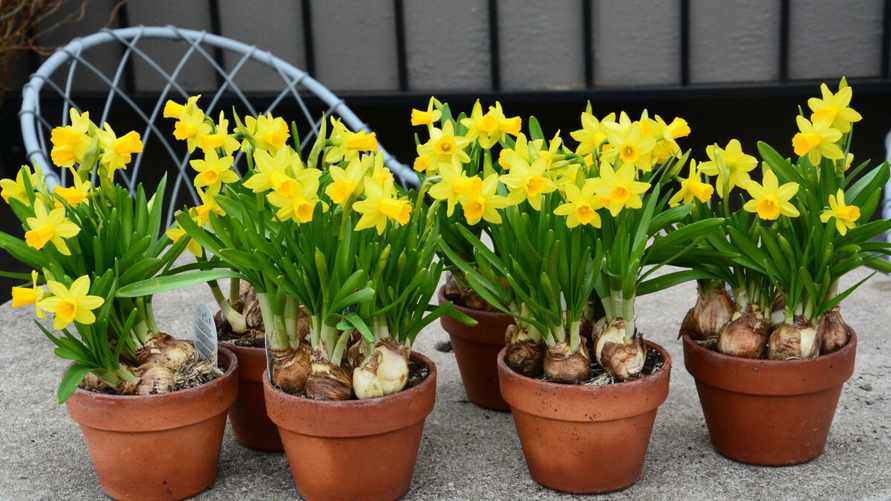 Как надолго сохранить нарциссы в горшках? Поможет "тест пальцем"
