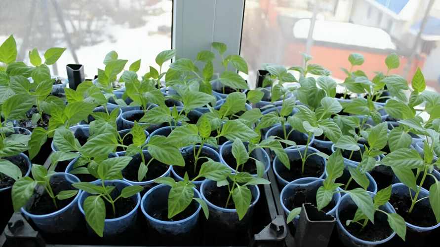 Когда белорусам сеять перец на рассаду в 2024 году? Отметьте в календаре эти даты