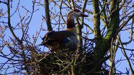 В Беларуси охотники заметили нильских гусей