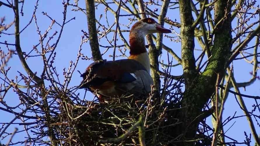 Фото: Чят @nadvorie