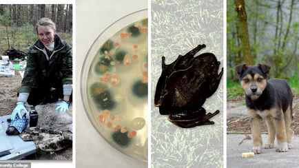 Как выглядят реальные мутанты Чернобыля? Учёные рассказали о четырех новых видах с «суперспособностями»