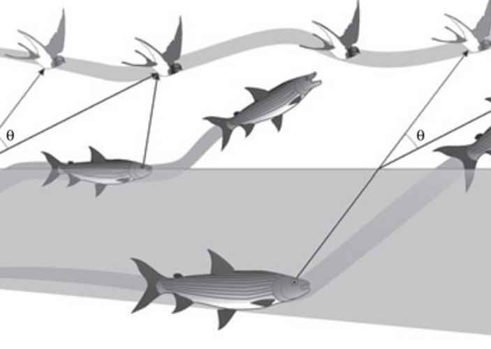 Стратегия ловли ласточек африканской тигровой рыбой.